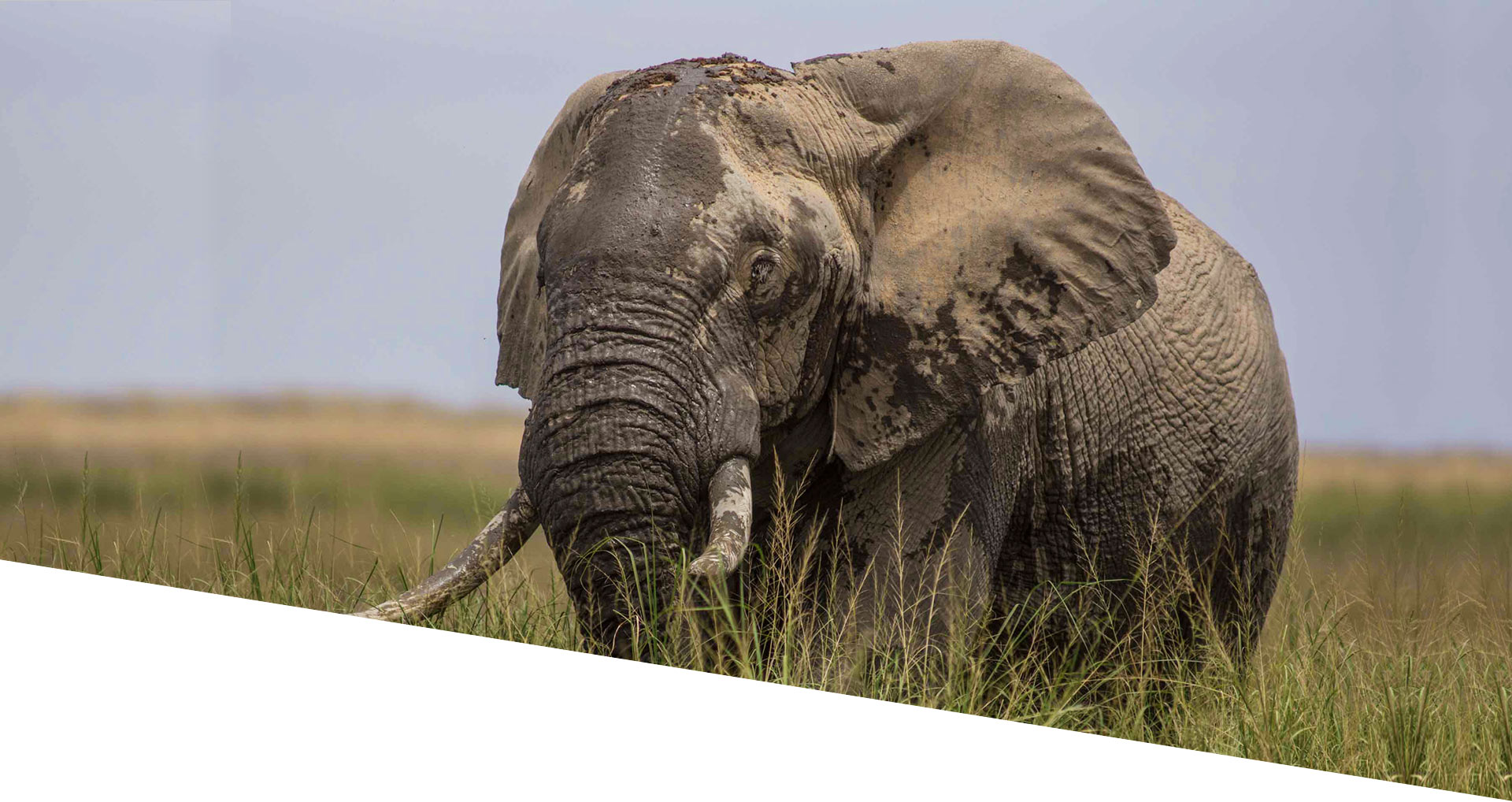 Amboseli National Park