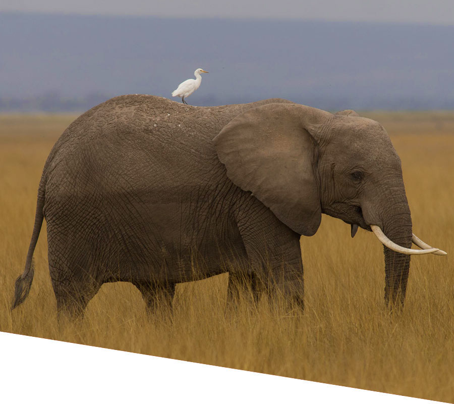 Africa