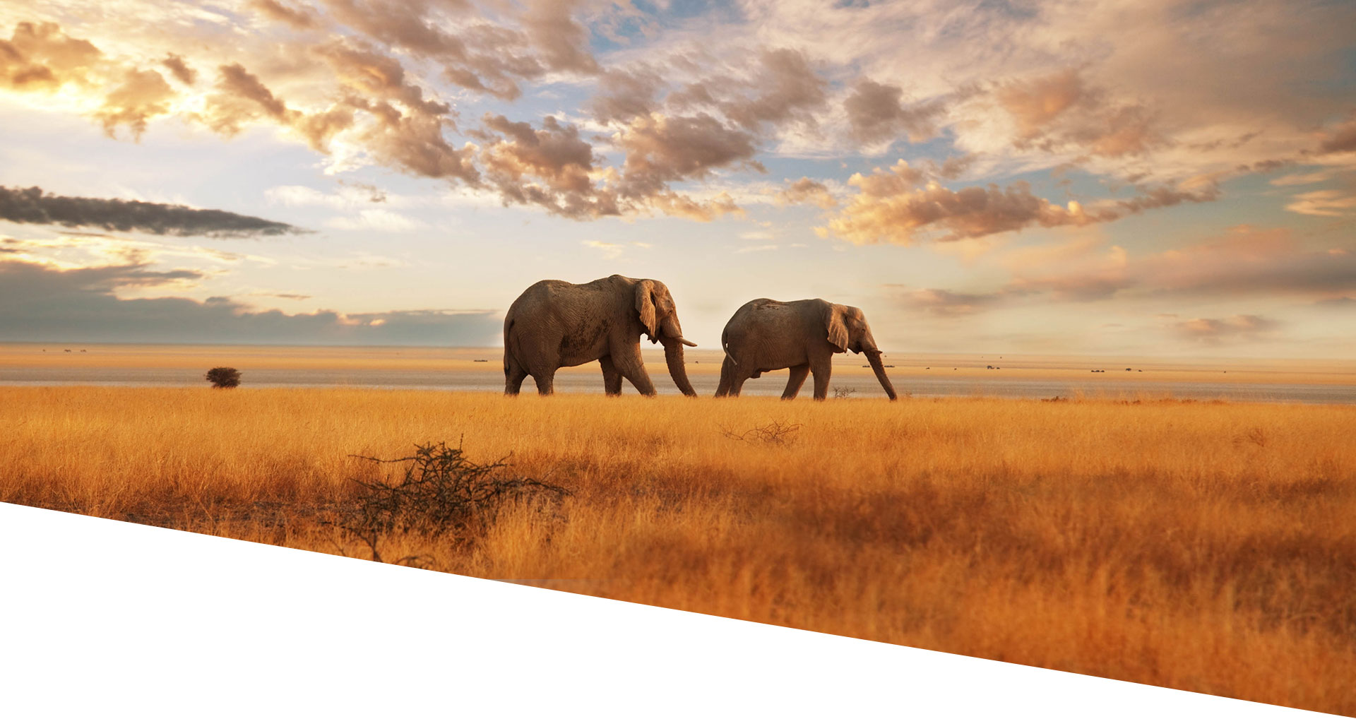 Kenya Safari