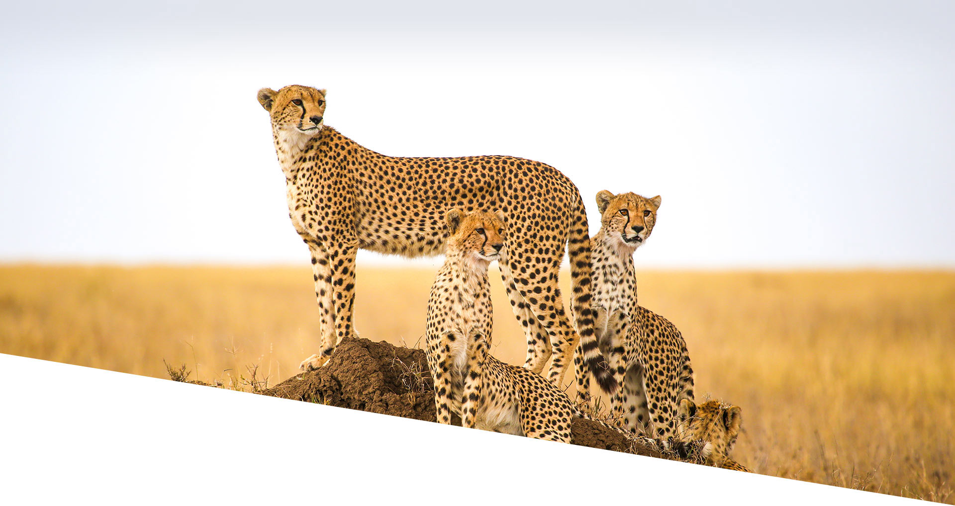 The Maasai Mara