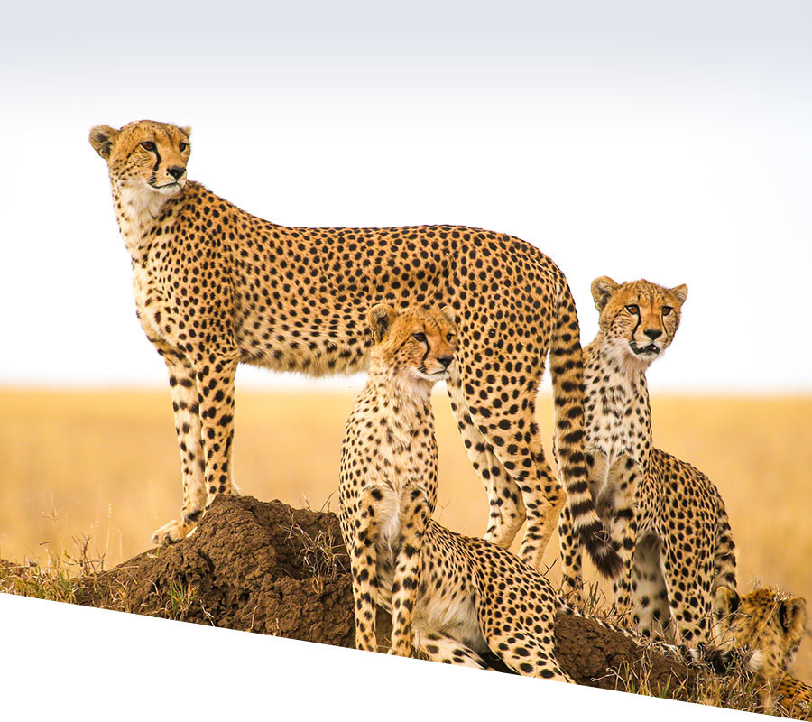 Kenya Wildlife