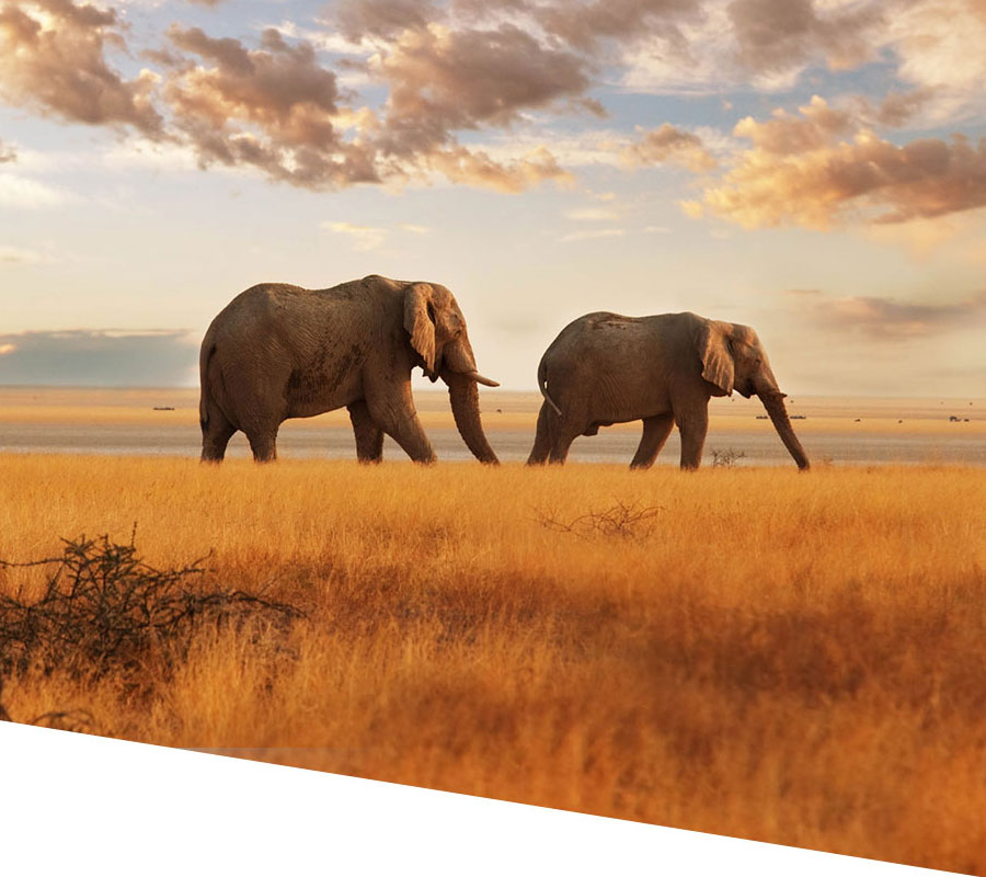 Africa
