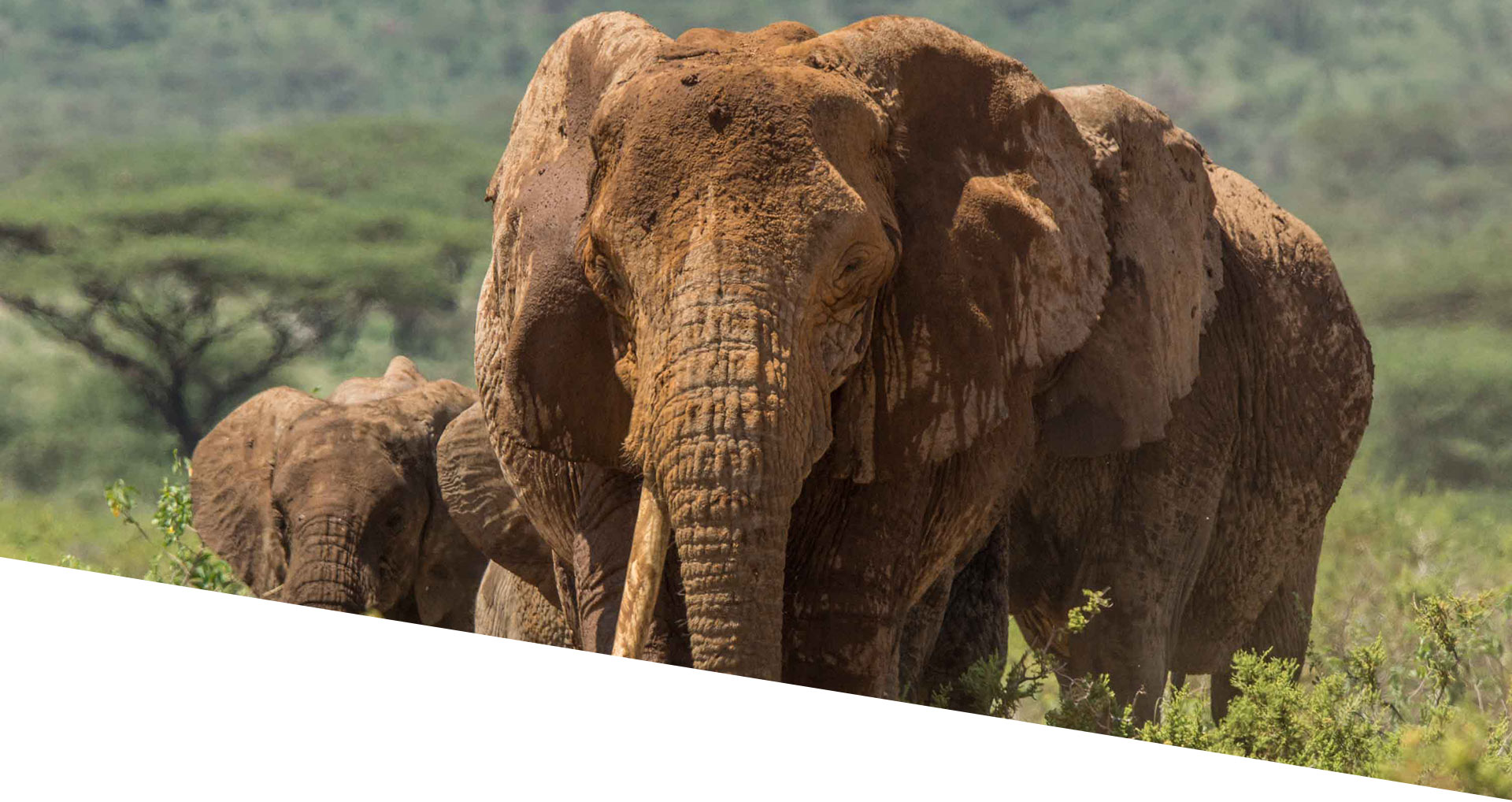 Samburu