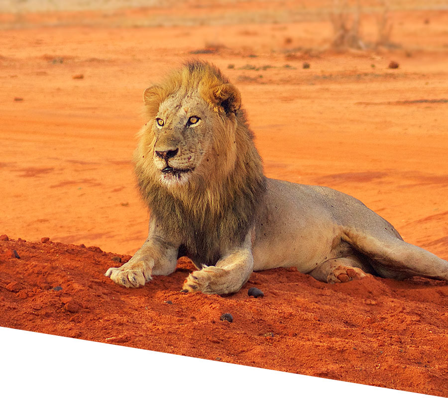 Tsavo East